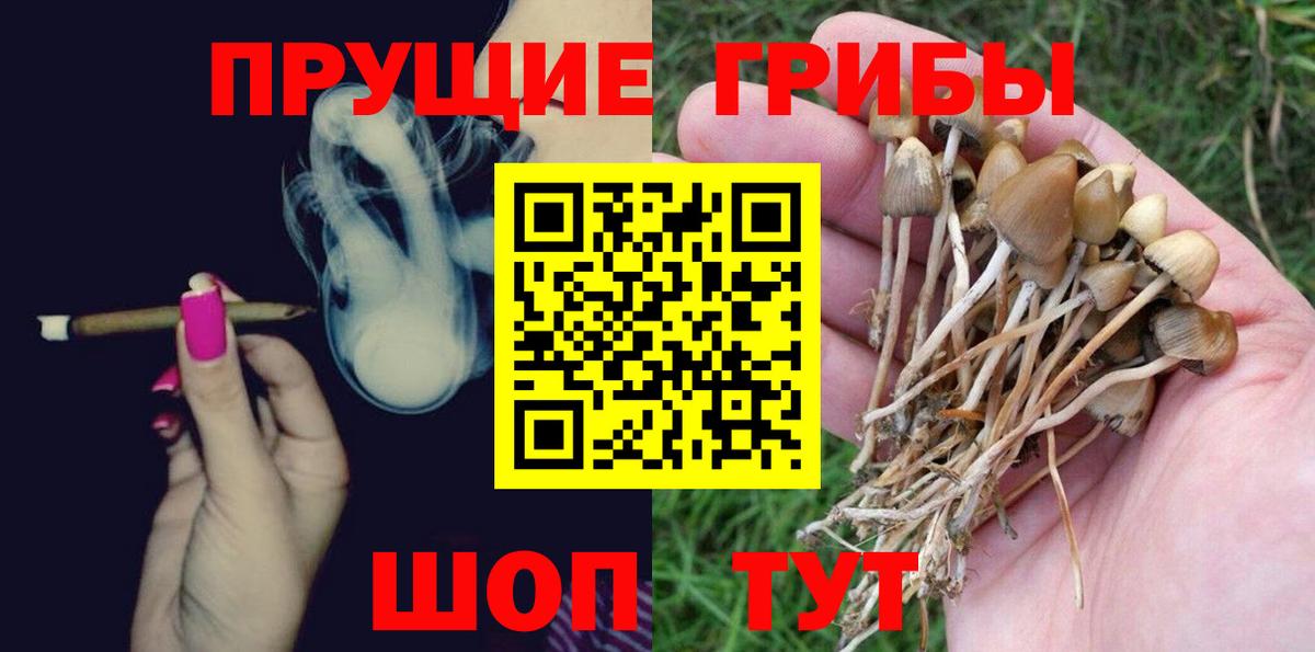 Красноармейск  Псилоцибиновые грибы Psilocybine cubensis  Вход с VPN 